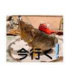 旅する手羽先 改善版（個別スタンプ：27）