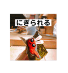 旅する手羽先 改善版（個別スタンプ：29）