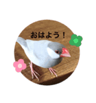 シルバー文鳥 銀ちゃん（個別スタンプ：1）