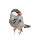 シルバー文鳥 銀ちゃん（個別スタンプ：10）