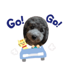 トイプーめいちゃんのスタンプ（個別スタンプ：7）