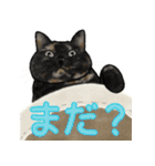 Mommy cats and dogs（個別スタンプ：21）