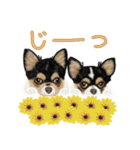 Mommy cats and dogs（個別スタンプ：37）