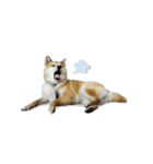 Shiba Inu VETTEL（個別スタンプ：5）