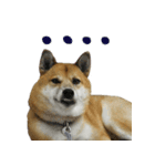 Shiba Inu VETTEL（個別スタンプ：7）