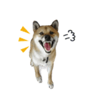 Shiba Inu VETTEL（個別スタンプ：10）