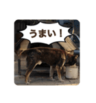 ゴマの日常3＋愉快な仲間たち（個別スタンプ：1）