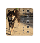 ゴマの日常3＋愉快な仲間たち（個別スタンプ：2）