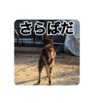 ゴマの日常3＋愉快な仲間たち（個別スタンプ：4）