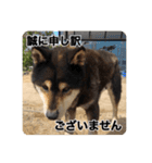 ゴマの日常3＋愉快な仲間たち（個別スタンプ：6）