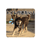 ゴマの日常3＋愉快な仲間たち（個別スタンプ：7）
