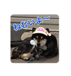 ゴマの日常3＋愉快な仲間たち（個別スタンプ：8）