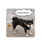 ゴマの日常3＋愉快な仲間たち（個別スタンプ：9）