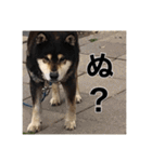 ゴマの日常3＋愉快な仲間たち（個別スタンプ：10）