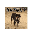 ゴマの日常3＋愉快な仲間たち（個別スタンプ：11）