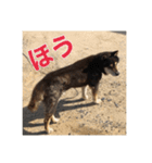 ゴマの日常3＋愉快な仲間たち（個別スタンプ：12）