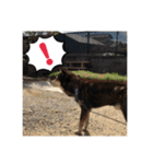 ゴマの日常3＋愉快な仲間たち（個別スタンプ：13）
