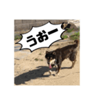 ゴマの日常3＋愉快な仲間たち（個別スタンプ：14）