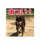 ゴマの日常3＋愉快な仲間たち（個別スタンプ：17）