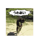 ゴマの日常3＋愉快な仲間たち（個別スタンプ：18）