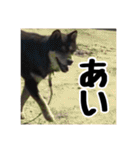ゴマの日常3＋愉快な仲間たち（個別スタンプ：19）