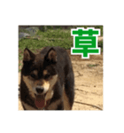 ゴマの日常3＋愉快な仲間たち（個別スタンプ：20）