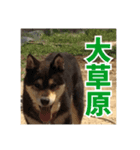 ゴマの日常3＋愉快な仲間たち（個別スタンプ：21）