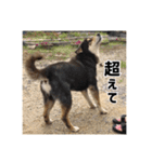 ゴマの日常3＋愉快な仲間たち（個別スタンプ：22）
