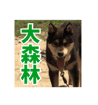 ゴマの日常3＋愉快な仲間たち（個別スタンプ：23）