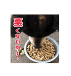 ゴマの日常3＋愉快な仲間たち（個別スタンプ：26）
