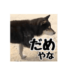 ゴマの日常3＋愉快な仲間たち（個別スタンプ：27）
