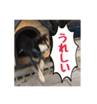 ゴマの日常3＋愉快な仲間たち（個別スタンプ：28）