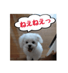 ゴマの日常3＋愉快な仲間たち（個別スタンプ：29）