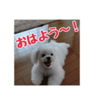 ゴマの日常3＋愉快な仲間たち（個別スタンプ：30）