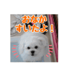 ゴマの日常3＋愉快な仲間たち（個別スタンプ：31）