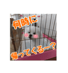 ゴマの日常3＋愉快な仲間たち（個別スタンプ：32）
