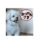 ゴマの日常3＋愉快な仲間たち（個別スタンプ：33）