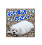 ゴマの日常3＋愉快な仲間たち（個別スタンプ：34）