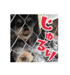 ゴマの日常3＋愉快な仲間たち（個別スタンプ：36）