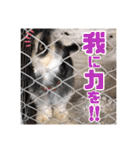 ゴマの日常3＋愉快な仲間たち（個別スタンプ：37）