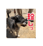ゴマの日常3＋愉快な仲間たち（個別スタンプ：38）