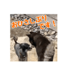 ゴマの日常3＋愉快な仲間たち（個別スタンプ：40）