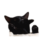 むにちゃんのへんなかお（個別スタンプ：1）