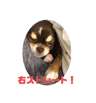 イヌ三昧ver5（個別スタンプ：7）