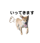 柴犬ふくvol.③（個別スタンプ：1）