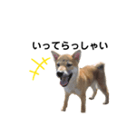 柴犬ふくvol.③（個別スタンプ：2）