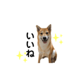 柴犬ふくvol.③（個別スタンプ：3）