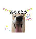 柴犬ふくvol.③（個別スタンプ：4）