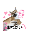 柴犬ふくvol.③（個別スタンプ：5）