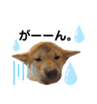 柴犬ふくvol.③（個別スタンプ：6）